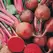 Beets, Detroit Dark Red - 25lb