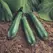 Squash, Spineless Beauty Treated - 3,000 Seed Count