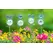 E-V 24pc Pet Pot Sticker Display Asst