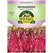 Microgreens, Red Ace Hybrid Beet - 2 Gram