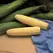 Corn, Serendipity - 1lb