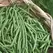BEANS, BLUE LAKE 274 BUSH 1/2