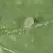 Bioline Starskii 125,000 5 Liter Amblyseius swirskii ( Thrips Whitefly )