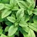 BASIL, LG LEAF ITALIAN- 1/2 OZ EACH