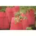 Bosmere Kozy Coats Water Filled Teepee Plant Protector 2PK