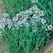 Thyme 1 oz
