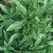 Basil, Thai 1/4 oz