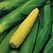 Corn, Kandy EH - 1/2lb