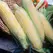 CORN BUTTER/SUGAR BICOLOR-1/2
