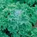 Kale, Vates Blue Curled Scotch - 1lb