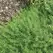 SUMMER SAVORY 1/2 OZ EACH