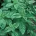Basil, Genovese 1 oz