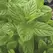 Spearmint 1/4 oz