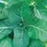Collards, Georgia - 4oz