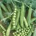 Peas, Wando - 1/2lb