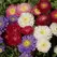 ASTER, POWDERPUFF 1/4 OZ. EACH