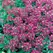 ALYSSUM, ROYAL CARPET - 1/8 OZ EACH