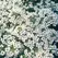 ALYSSUM, CARPET OF SNOW-1/4 OZ EACH