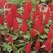 CELOSIA, SCARLET CASTLE 1000/PKT