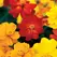 COSMOS, BRIGHT LIGHT - 1/8 OZ. EACH