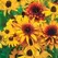 DAISY, RUDBECKIA HIRTA-1/16 OZ EACH