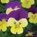 VIOLA, JOHNNY JUMP-UP 1/4 OZ EACH