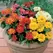 ZINNIA, SHORT STUFF MIXTURE 1000/PKT