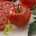 Tomato, Better Boy Treated - 1,000 Seed Count