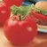 Tomato, Big Beef Treated - 10,000 Seed Count