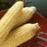 Corn, Sugar Buns Sweet - 4oz