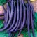 Beans, Royal Burgundy Bush - 50lb
