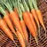 Carrot, Chantenay - 1/2oz