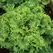 LETTUCE, GRAND RAPIDS-1/2 OZ EACH