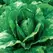 Lettuce, Paris Island Cos Romaine 1/2