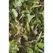 Mixed Greens - 1oz