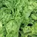 Mustard, Old Fashion - 1lb