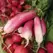 Radish, French Breakfast - 1/2oz