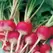 Radish, Sparkler White Tip - 1lb