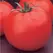 Tomato, Celebrity Untreated - 1,000 Sd Ct