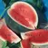 WATERMELON BLACK DIAMOND 1/2LB EACH