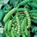 PEAS, EARLY ALASKA 62 25