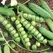 Peas, Little Marvel 1/2