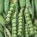 PEAS, EARLY FROSTY 25