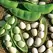 Limas, White Dixie Butterpea - 1lb