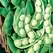 LIMAS, THOROGREEN - TREATED 50