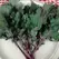 Kale, Red Russian - 1lb