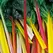 Swiss Chard, Northern Lights - 1/2lb