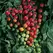 Tomato, Super Sweet 100 - 1,000 Seed Count