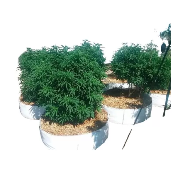 65 Gallon Grow Bag