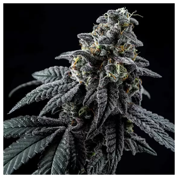 Star Pebbles - Zennetix